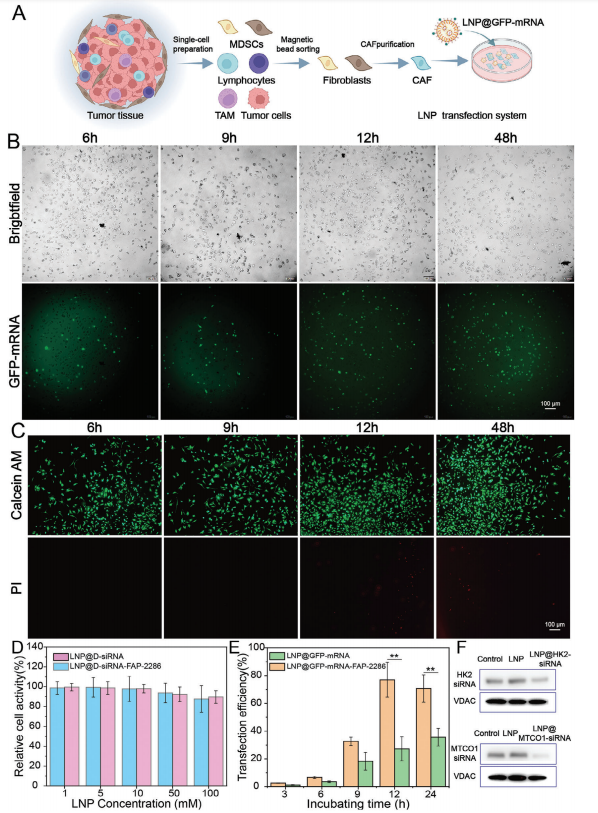 南模生物助力肿瘤相关成纤维细胞的代谢重编程研究