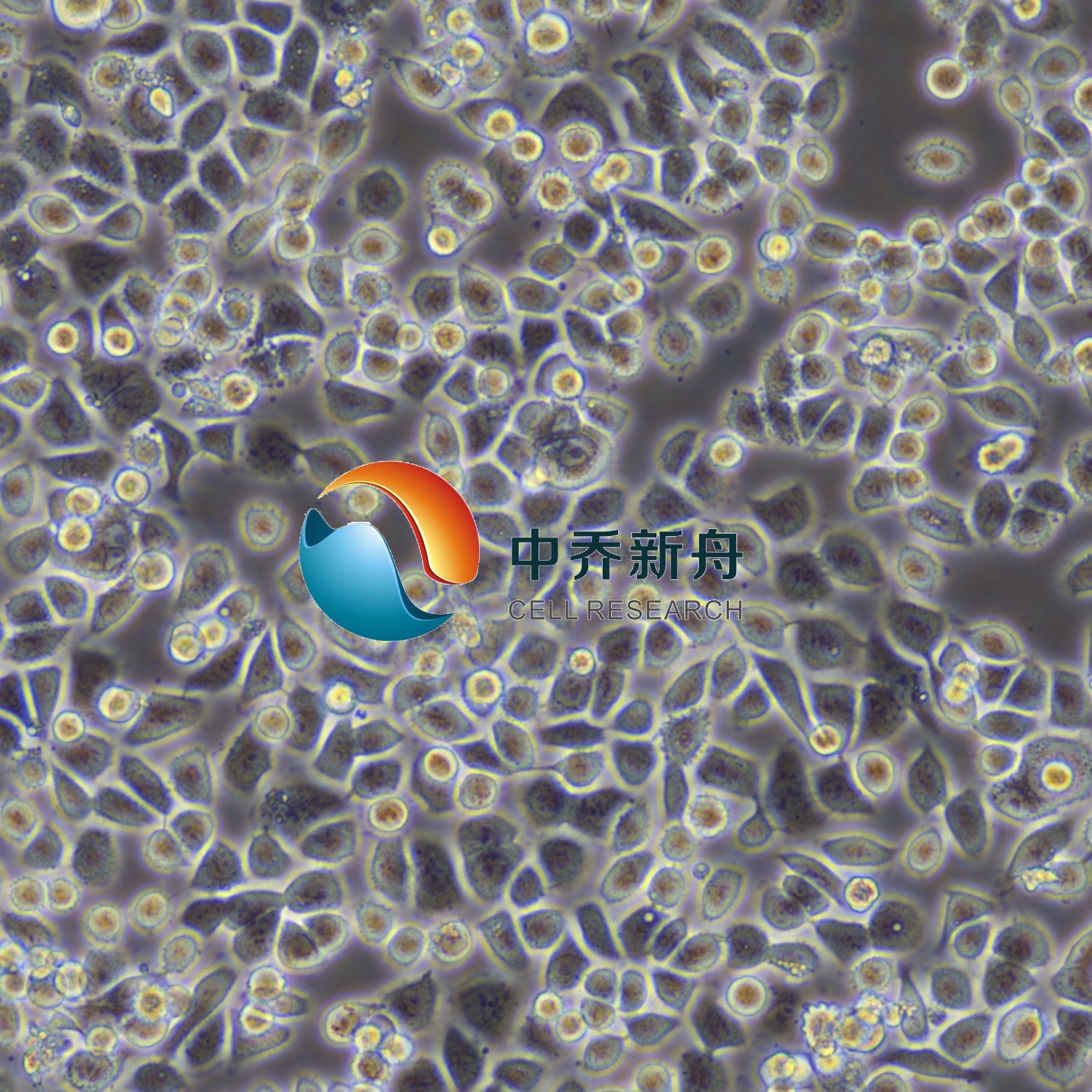 NCI-H2122人肺腺癌细胞