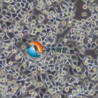 NCI-H2122人肺腺癌细胞