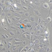 Caov-3人卵巢腺癌细胞