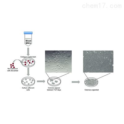 人外周血内皮祖细胞分离培养