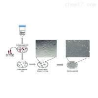 人外周血内皮祖细胞分离培养