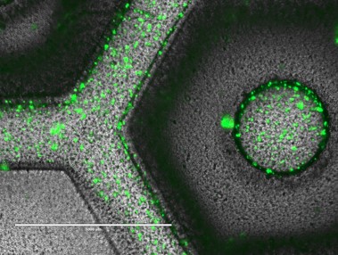 BionovaX DLP式多材料3D生物打印
