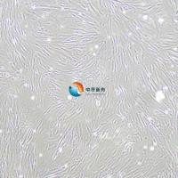 2BS人二倍体细胞/人胚肺成纤维细胞