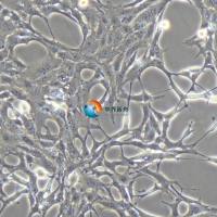 C8-D1A小鼠脑星形胶质神经元细胞