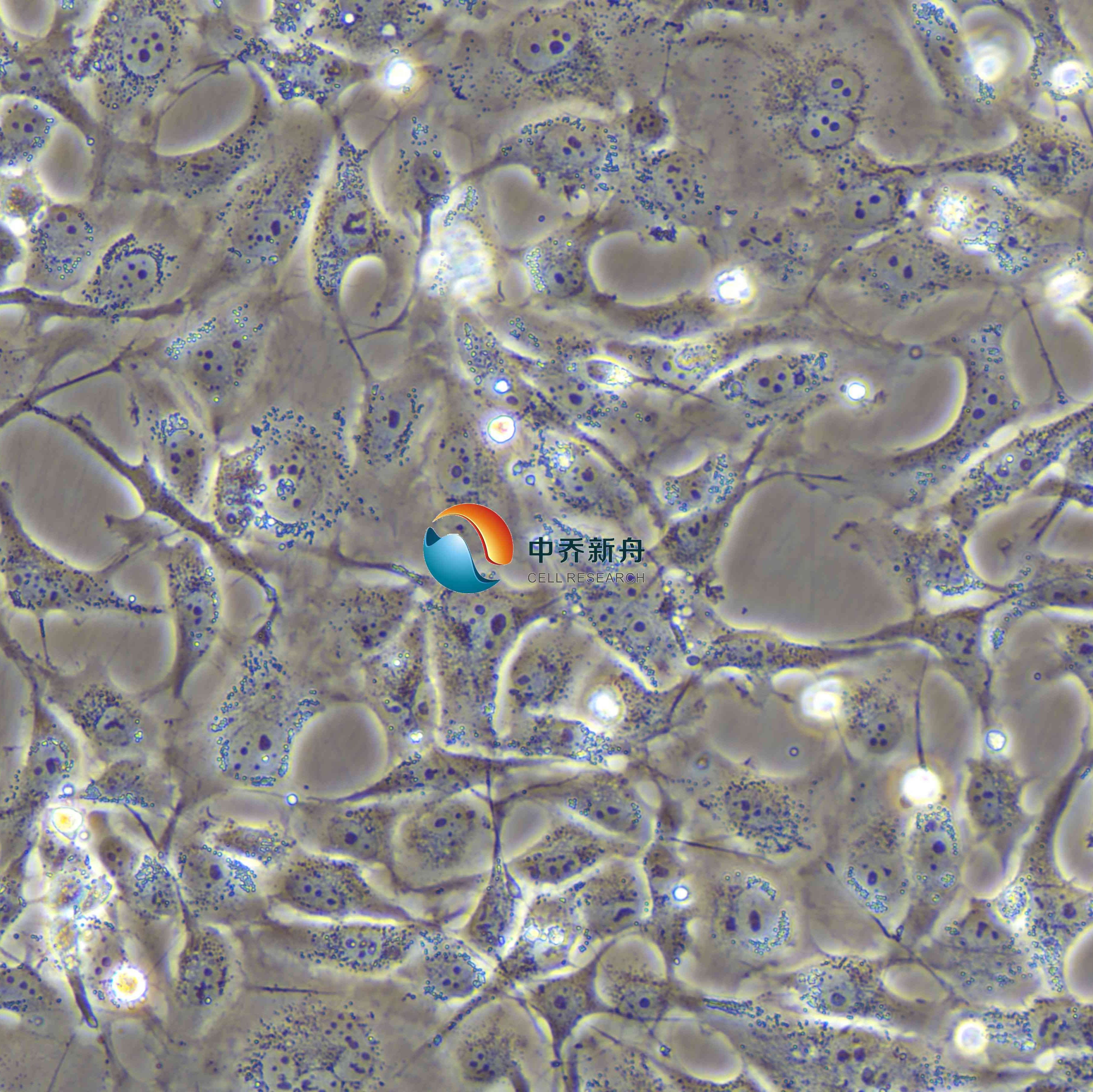 SRA01/04人晶状体上皮细胞