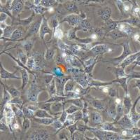 SRA01/04人晶状体上皮细胞