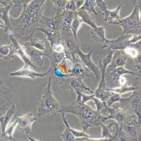 HS-746T人胃癌细胞系