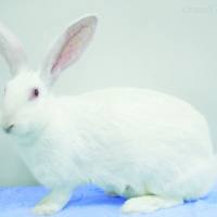 高脂饮食诱导兔动脉粥样硬化模型