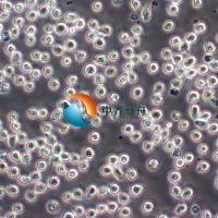 MOLM13人急性髓原白血病细胞