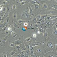 HMC3人小胶质细胞