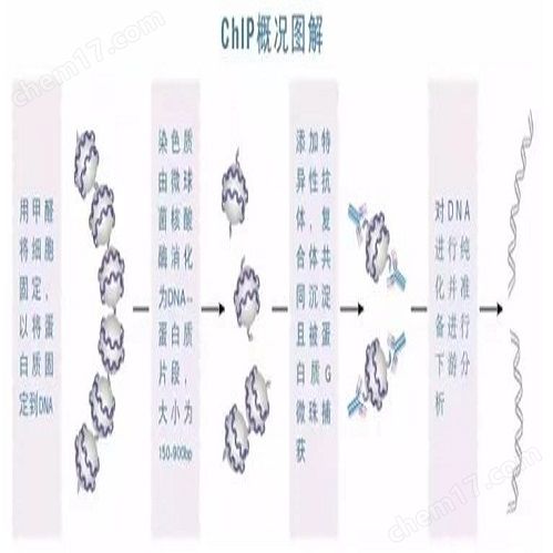 染色质免疫共沉淀