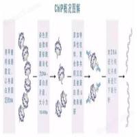 染色质免疫共沉淀