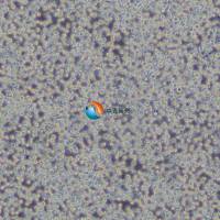 H9/HTLV-IIIB 人T淋巴细胞白血病