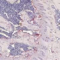 碱性磷酸酶染色