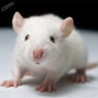 尾静脉注射诱导高血脂症模型