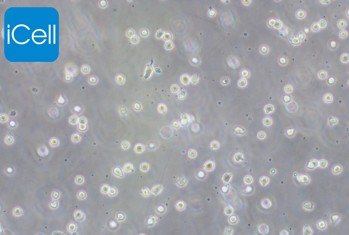 KG-1a细胞 | KG1a细胞 | KG-1a | KG1