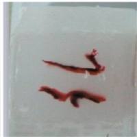 动物组织石蜡包埋