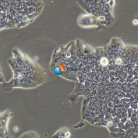 SW837人直肠腺癌细胞