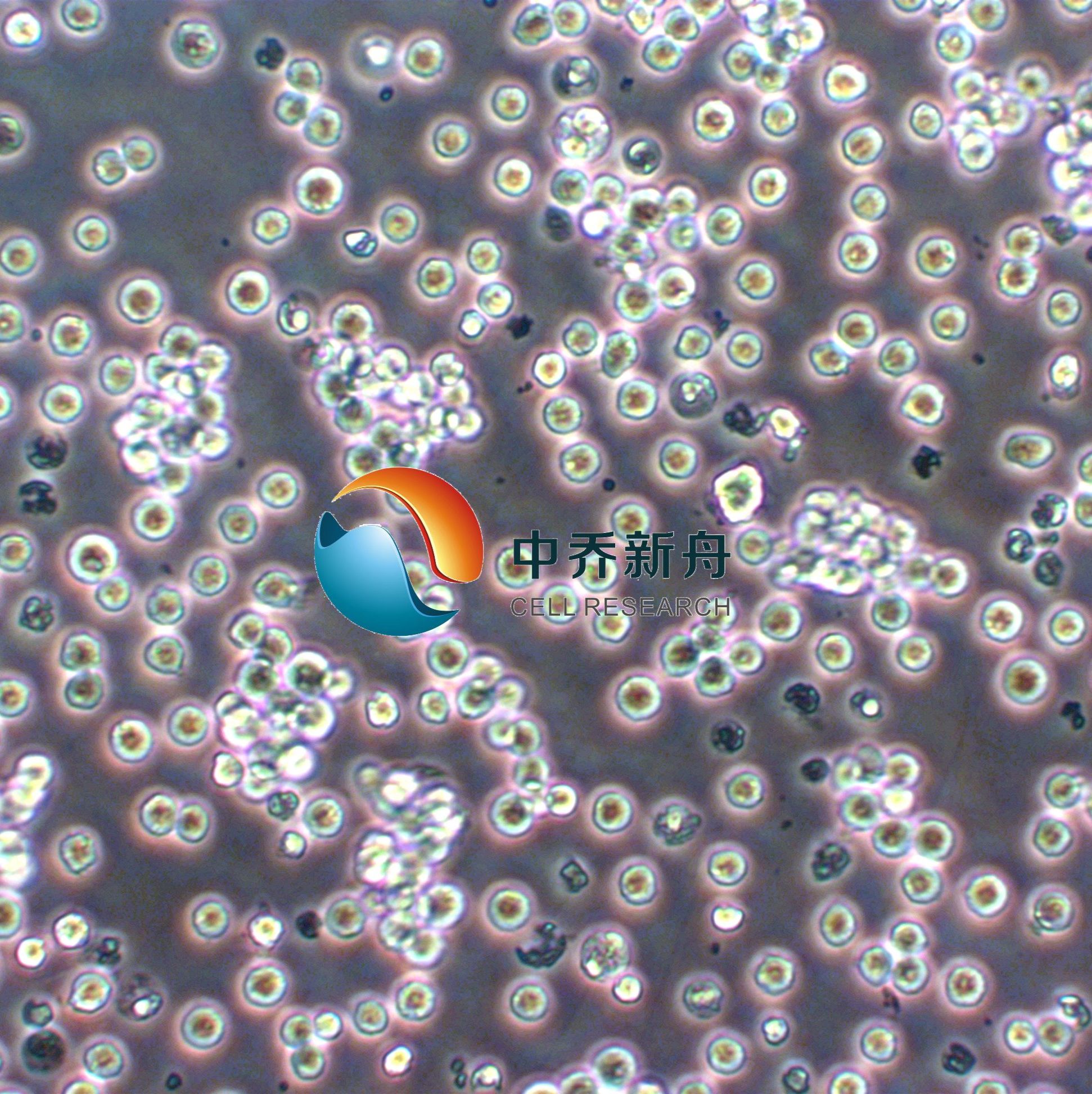 EOL-1人急性髓性（嗜酸性粒细胞）白血病细胞
