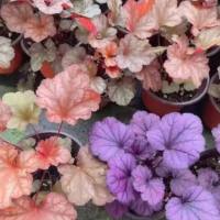 矾根遗传转化(转基因)服务