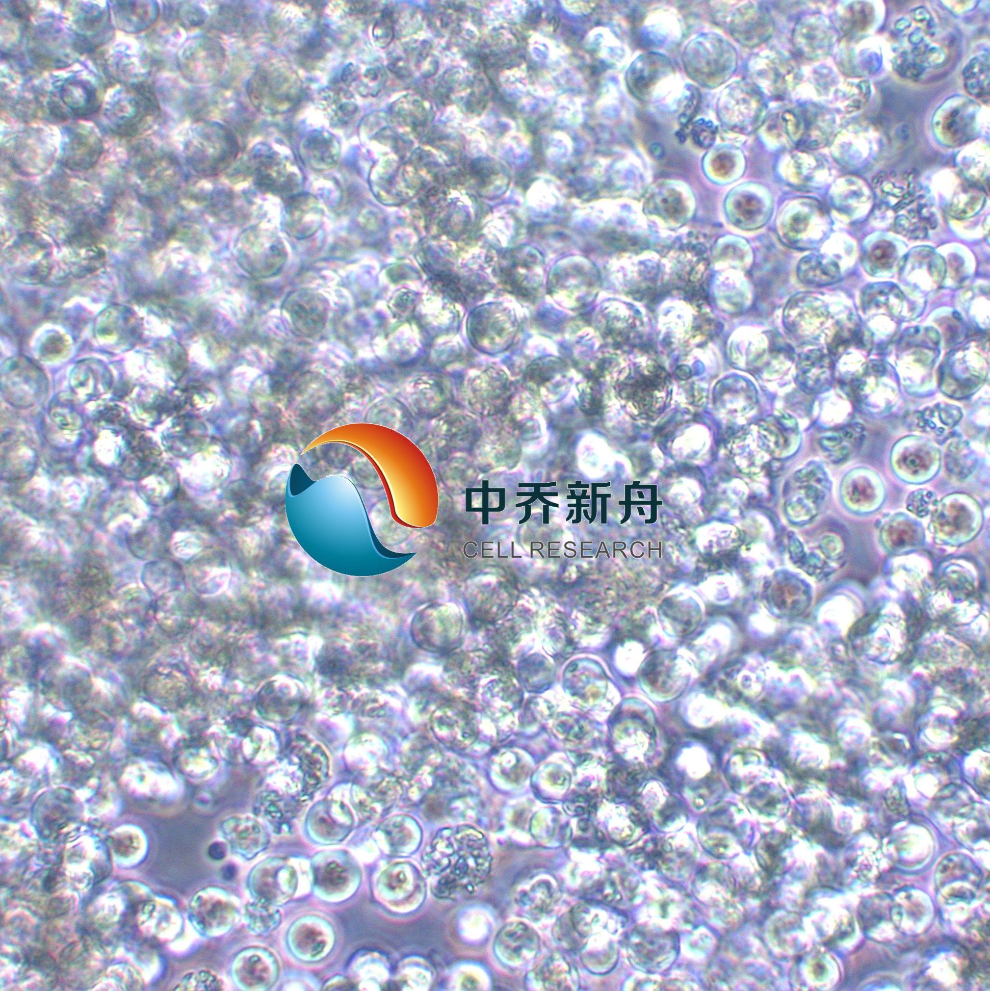 SNU-16人胃癌细胞