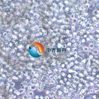 SNU-16人胃癌细胞