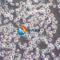 MOLP-8人多发性骨髓瘤细胞