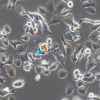 ND7/23大鼠/小鼠神经元融合细胞