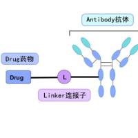 ADC/抗体偶联药物定制/抗体-药物复合体/抗肿瘤细胞/单克隆抗体mAb/细胞毒性药物/Antibody-Drug Conjugates/魔法子弹