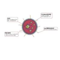 AuNPs被Ang-1 模拟肽 HHHRHSF修饰的阳离子脂质体包裹β-巯基乙胺和VE-Cadherin修饰