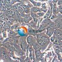 NCI-H1373人肺腺癌细胞