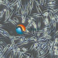 MeWo人黑色素瘤细胞