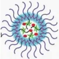 半乳糖（Galactose）修饰茶叶中提取的小尺寸细胞外囊泡（EVs）