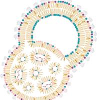 多柔比星(DOX)偶联在包载siRNA的脂质体纳米颗粒(LNPs)表面