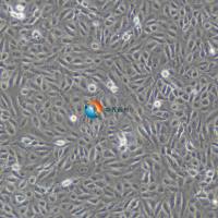 JJN-3 人白血病细胞