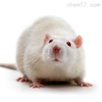 心血管大小鼠动物模型