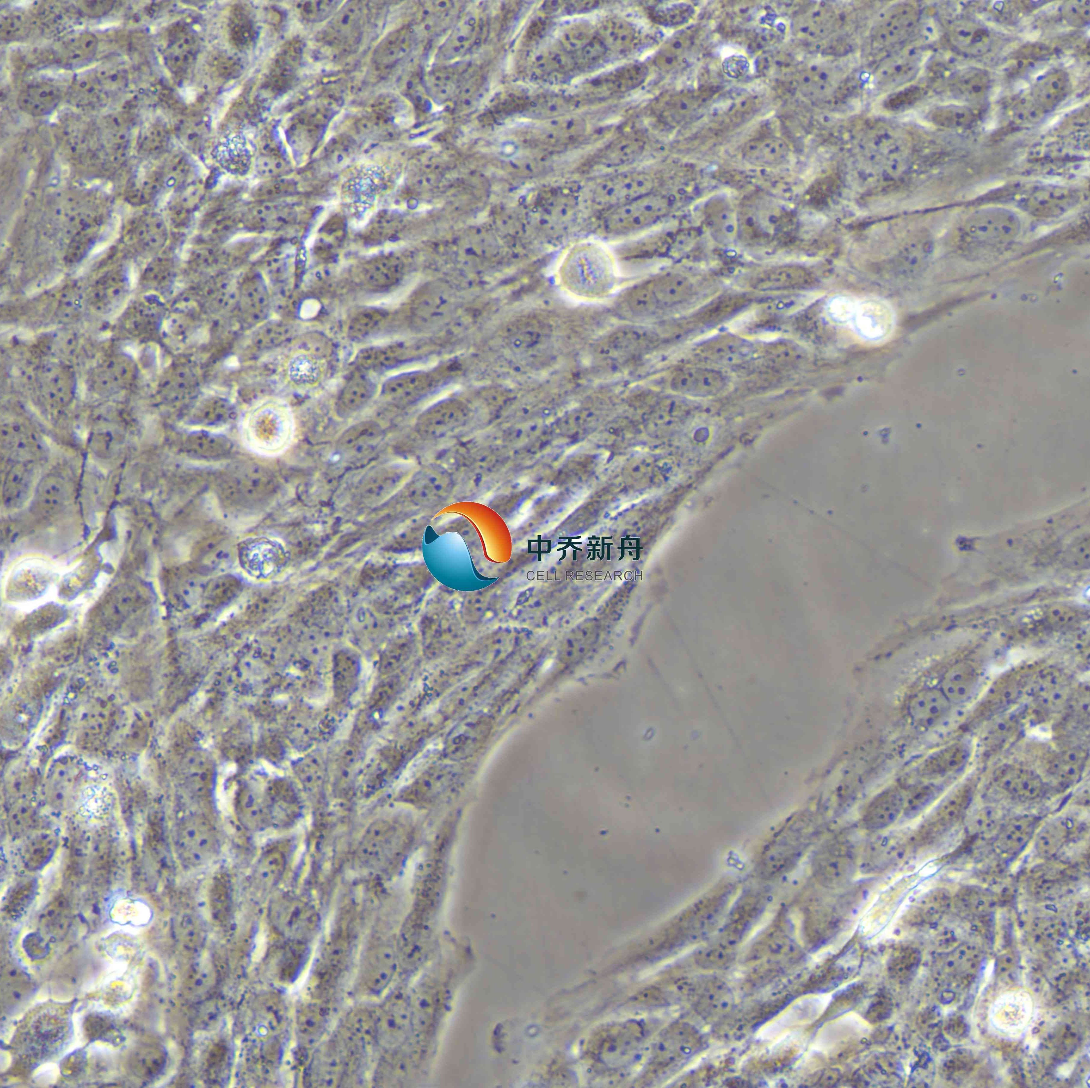 MET-5A人间皮细胞