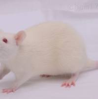 妊娠高血压综合征模型