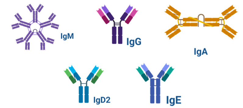 不同抗体分子的结构