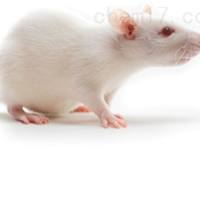 小鼠SHR自发性高血压模型