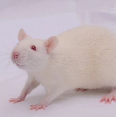 醋酸去氧皮质酮-盐-诱导高血压模型