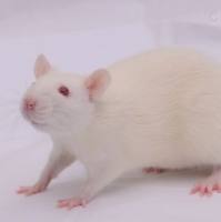 醋酸去氧皮质酮-盐-诱导高血压模型