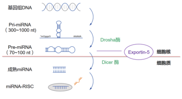 miRNA实验解决方案（操作手册）---第一章：miRNA简介