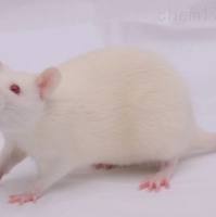 血管紧张素Ⅱ诱导高血压模型