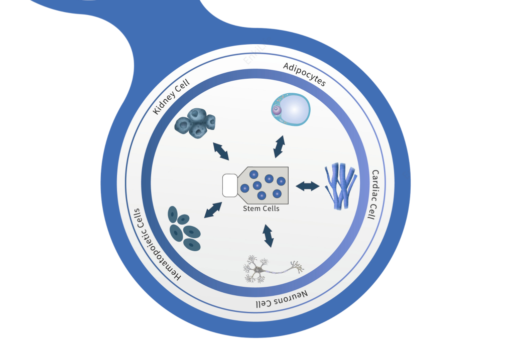 央视报道！国内干细胞治疗药物，获批上市｜EnkiLife新闻