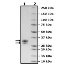 TL1A、His 标签、Avi 标签重组蛋白：为您精心挑选的超值好物