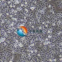 KP-4人胰腺癌细胞