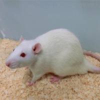 高血脂症动物模型