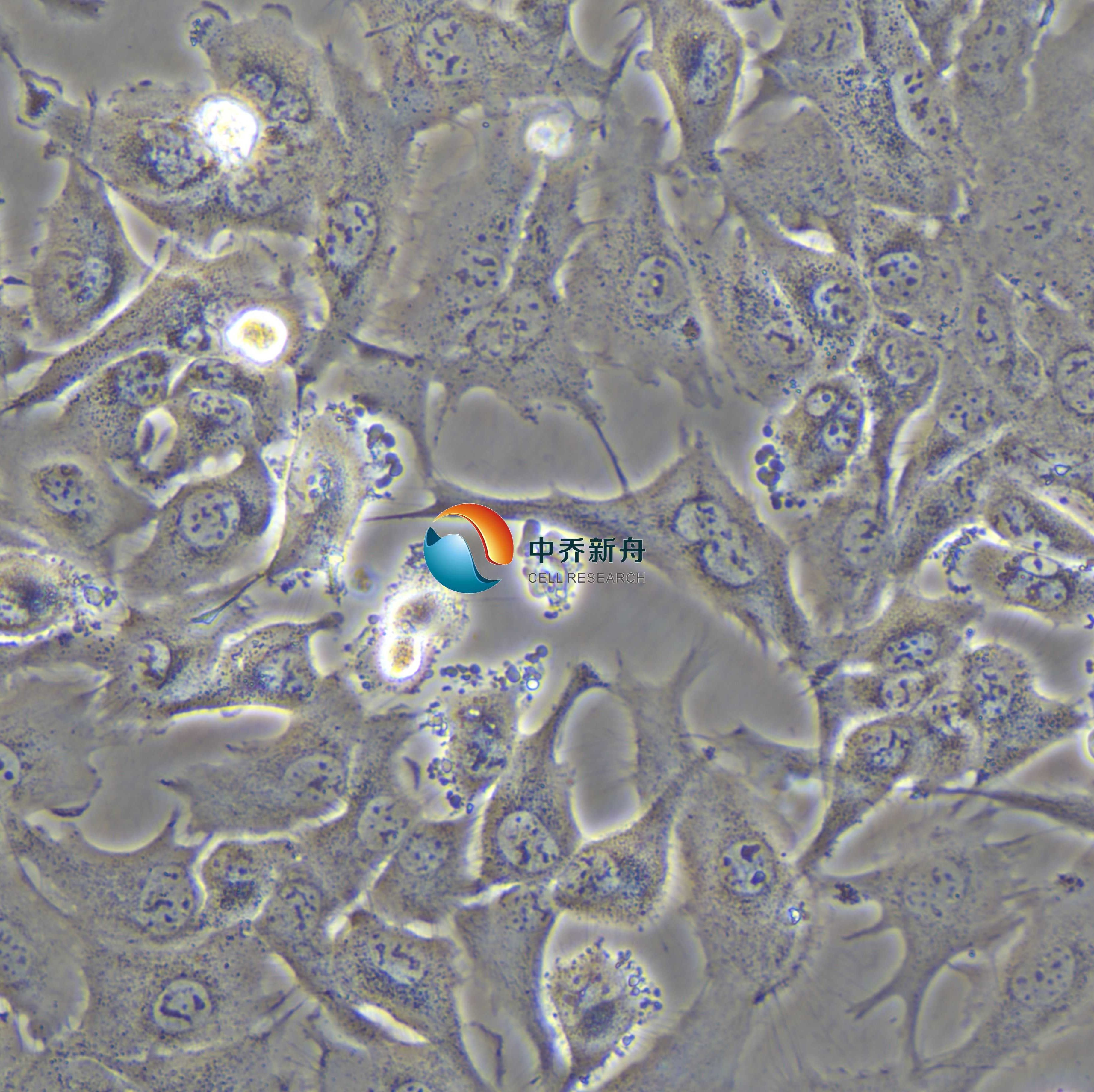 HCC2279人肺腺鳞癌细胞